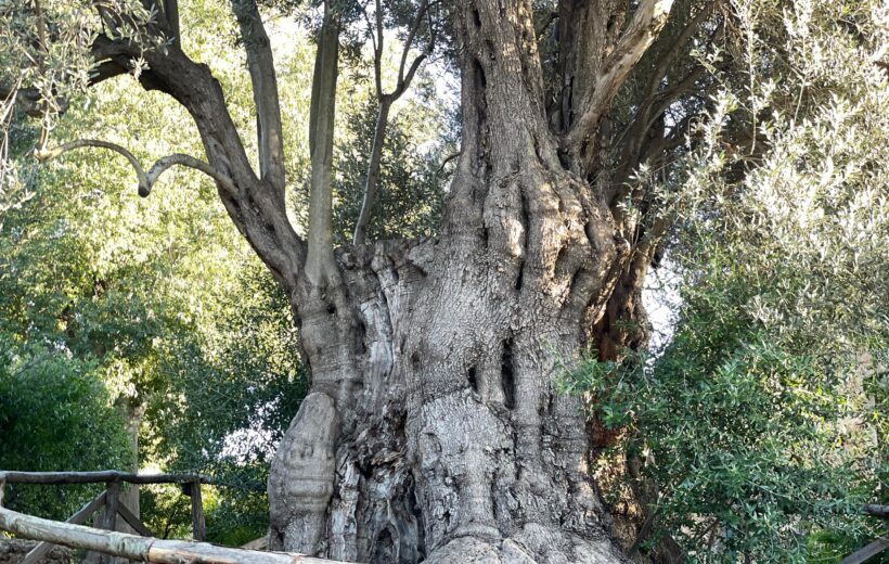 Il Patriarca della Favorita e l'Inverno: natura e storia nel Bosco Niscemi
