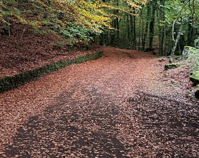 Cammino di 2 giorni - 1/2 novembre 2025 - Foliage e benessere Etneo: a piedi nudi tra i boschi di Faggio